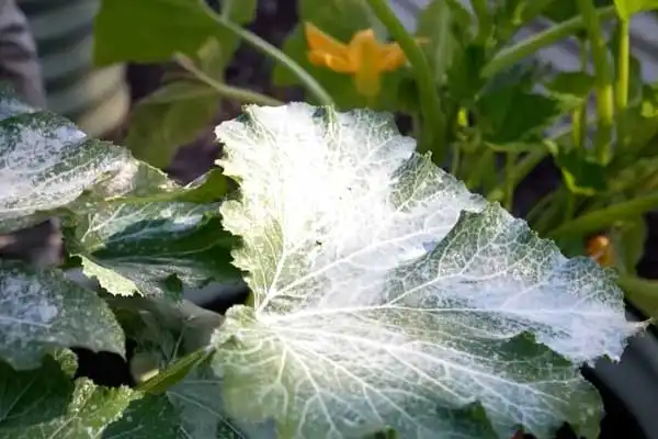 Pyraclostrobin: A Versatile Fungicide for Disease Management in Multiple Crops
