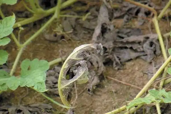 What pests or diseases can Cymoxanil control?