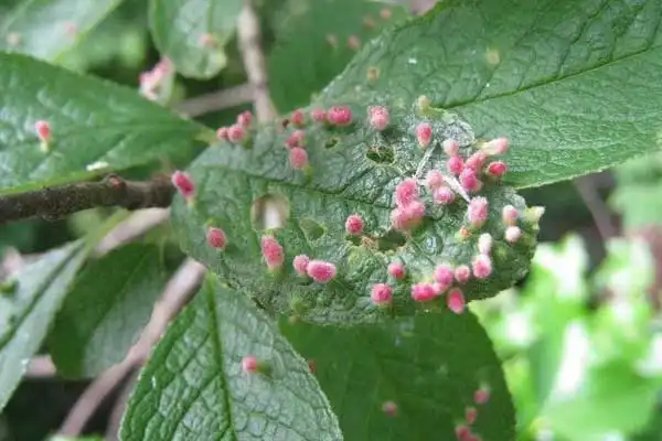 Unpacking Modern Pest Control with Buprofezin