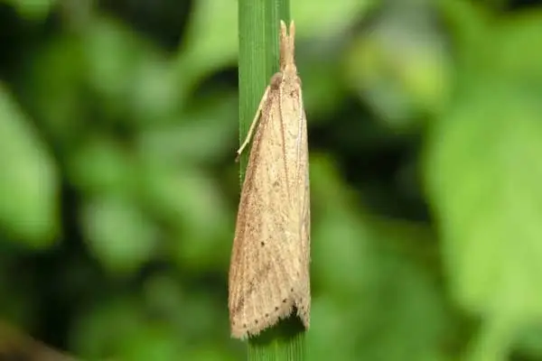 How does Indoxacarb work?