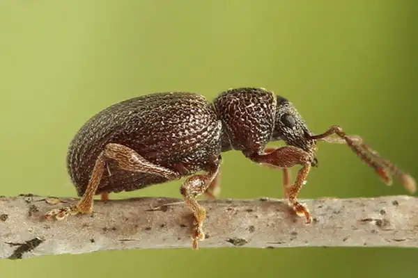 Is Pirimiphos-Methyl Effective Against Stored-Product Pests?
