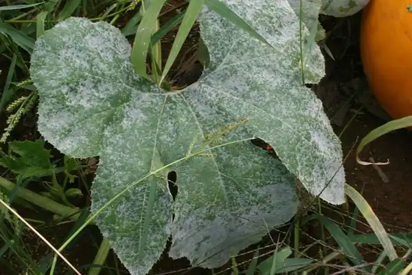 Spiroxamine 25%SC for Effective Disease Control in Crops