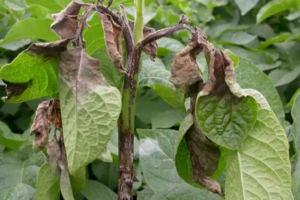 Imazalil: 2026 Fungicides for Sustainable Post-Harvest Disease Management