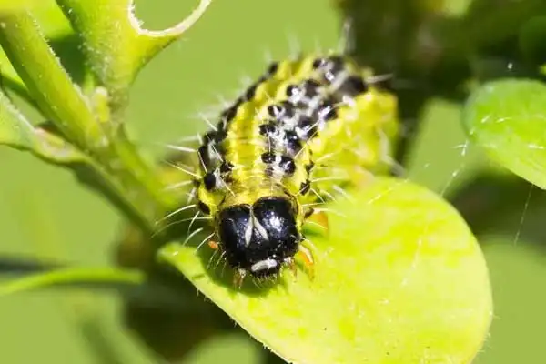 What is the use of Azamethiphos?