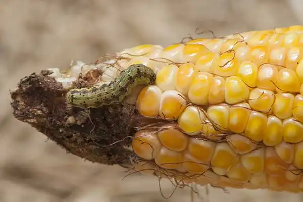 How to Use Carbaryl Powder Safely on Vegetables: Essential Application Tips