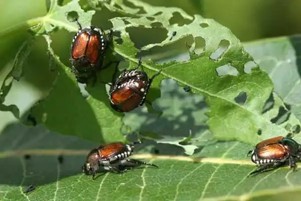 Diflubenzuron - Against Lepidoptera Pests