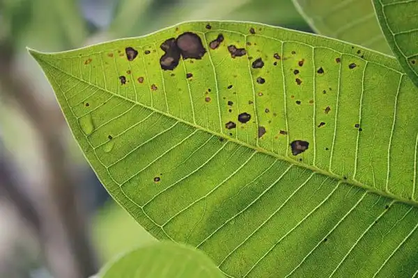 Bacillus Subtilis for Plant Disease Control: Complete Guide for Farmers