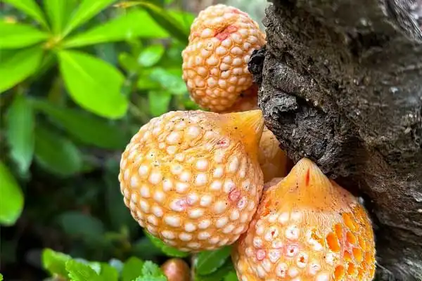 Tebuconazole Fungicide Uses and Applications in Crops