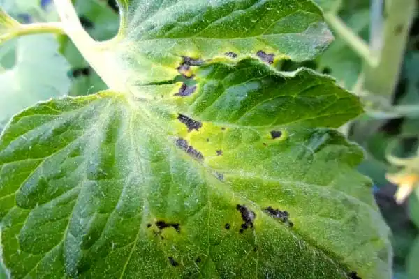 Is dimethomorph pyraclostrobine 78% wdg a systemic fungicide?