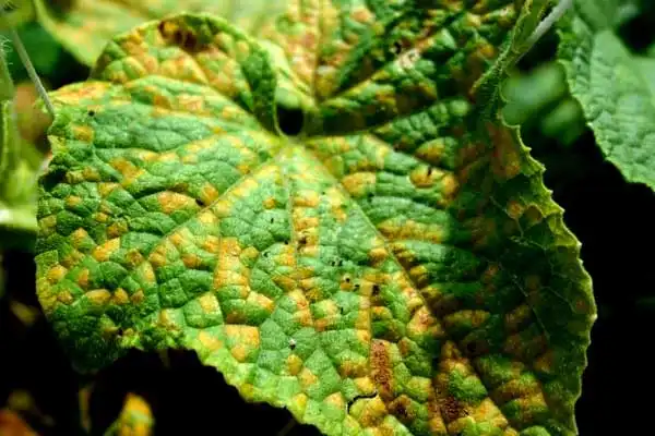 Cymoxanil Fungicide: A Comprehensive Guide to Effective Crop Disease Management
