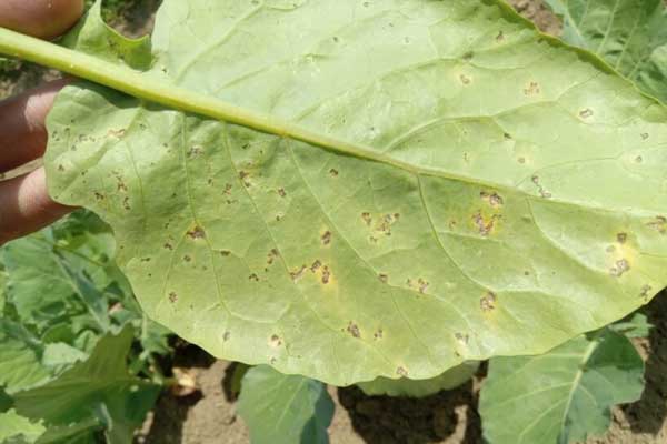 What are the benefits of thiram?