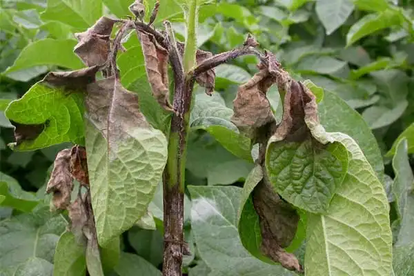 Tebuconazole: A Powerful Fungicide for Crop Protection