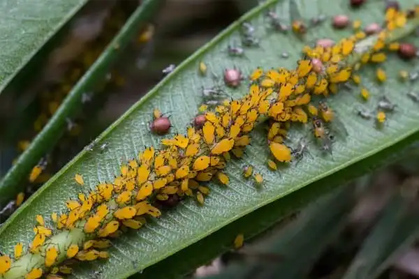 What are the common insect pests controlled by chlorantraniliprole 18.5SC?