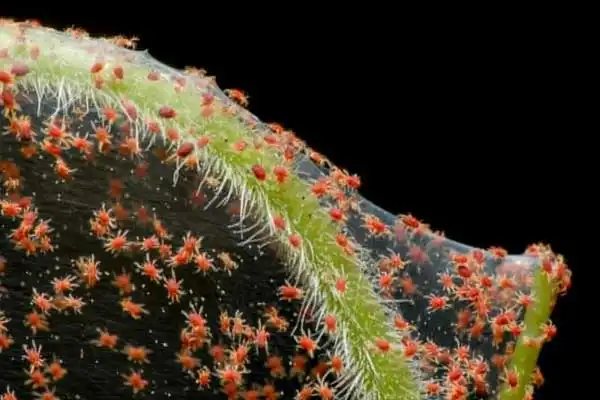 Is spiromesifen systemic？