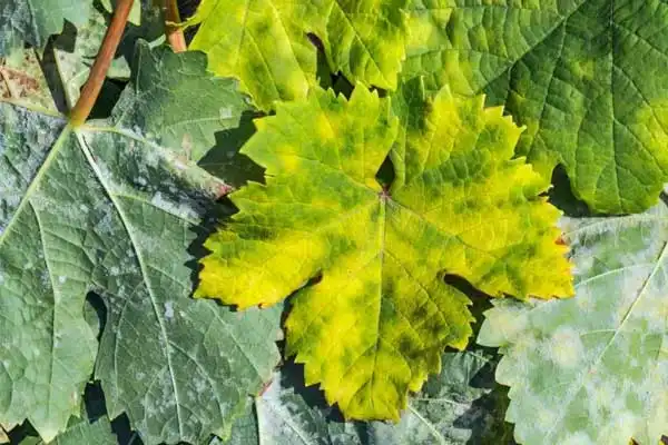 Fluazinam Fungicide Uses in Crop Disease Control