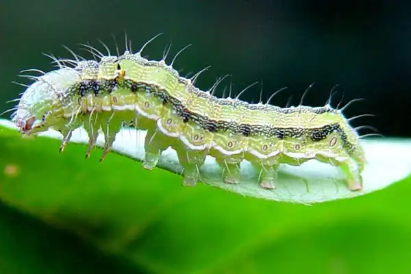 Is Thiodicarb 75 WP Effective Against Bollworms?
