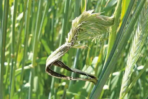 How does Flutriafol prevent fungal diseases in turfgrass?