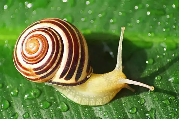 Molluscicide Niclosamide 70: Application Guide for Aquatic Pest Control