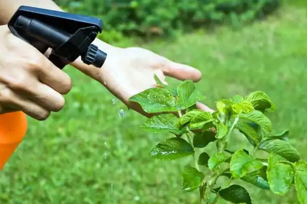 How Does Fipronil 80% Work? Understanding Its Effectiveness as a Technical Grade Insecticide