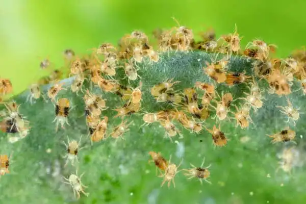 Essential Safety Measures When Using Thiocyclam Hydrogen Oxalate for Pest Control