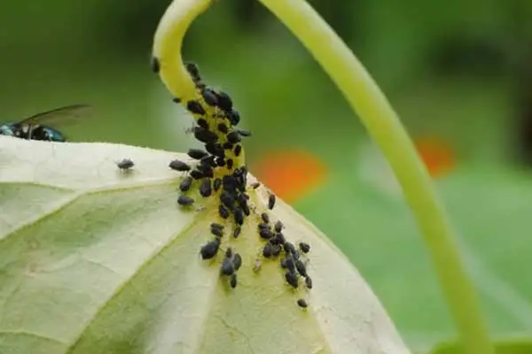 Safety Standards for Phoxim 92% Technical Insecticide