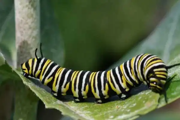 What insects are killed by lambda-cyhalothrin?