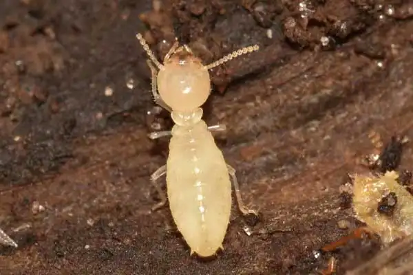 Fipronil 80% vs Other Insecticides: Which One Works Better