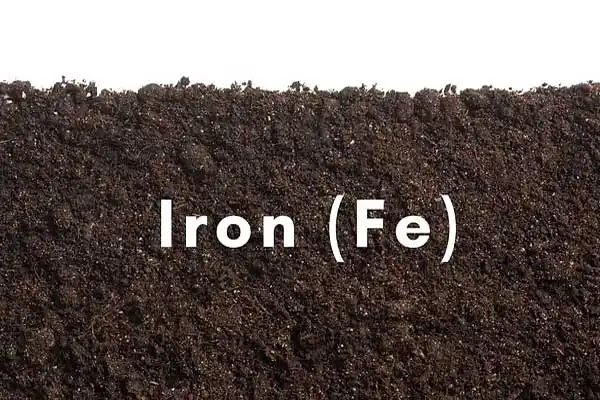 How EDDHA Fe 6% Works in High pH Soils？