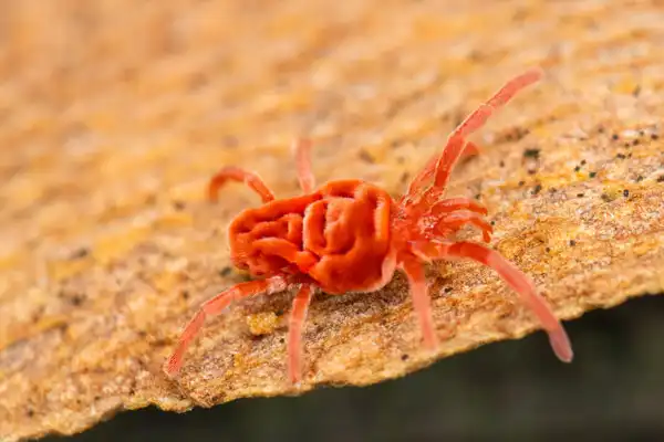 How Dimethoate Provides Effective Systemic Control Against Crop Pests