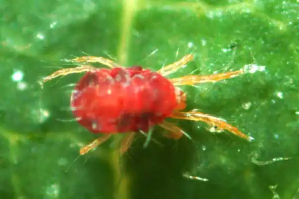 How to Use Clofentezine Safely for Effective Mite Control