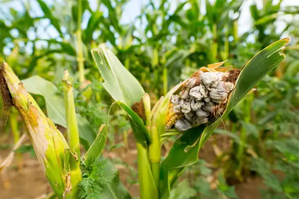 How to Apply Fungicide Iprodione Carbendazim 50% SC Safely