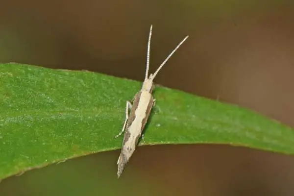 What is Abamectin used for?