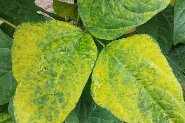 How does Dimethomorph affect the resistance of pests and diseases?