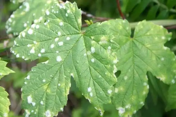 How Hexaconazole 5% SC Controls Powdery Mildew