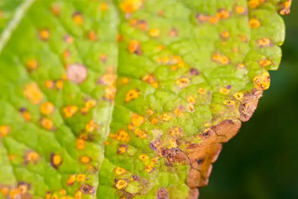 How Propiconazole Fungicide Can Revolutionize Your Crop Yields