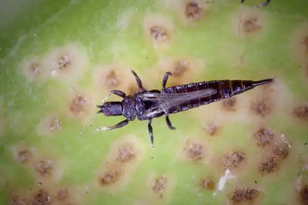 Thiocyclam Hydrogen Oxalate vs Other Insecticides: Which Is Best for Fruit Crop Protection?