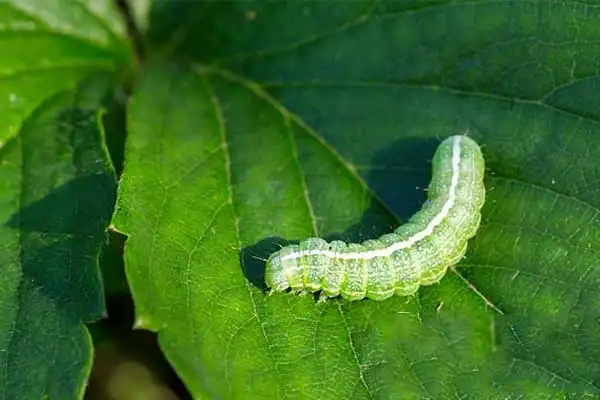 Is Carbaryl Powder Still Effective for Agricultural Use?