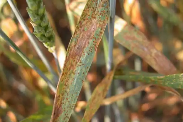 How does Cymoxanil work as a fungicide?