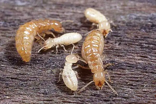 What is indoxacarb used for?