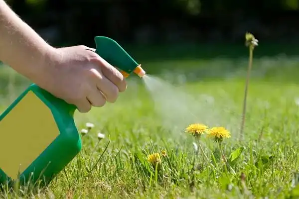 Fenoxaprop-p-ethyl vs Other Post-Emergence Herbicides