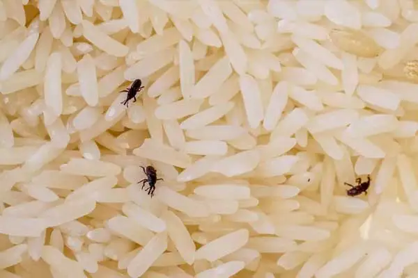 Do pesticides with lambda cyhalothrin and permethrin kill caterpillars？