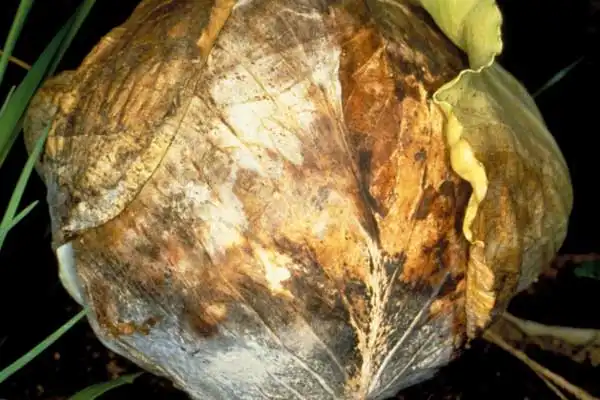Exploring The Efficacy of Fludioxonil As A Seed Treatment to Prevent Disease