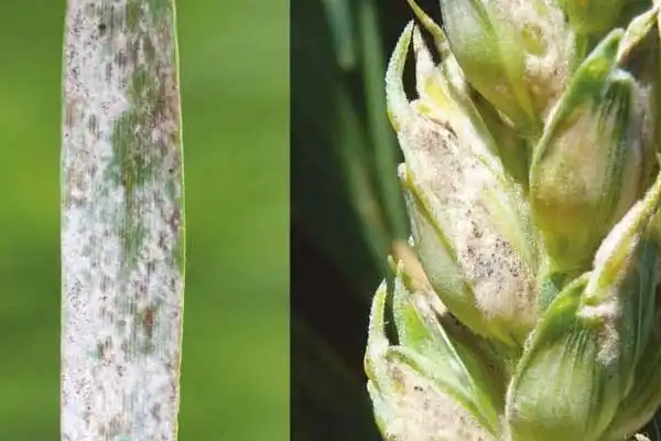 Carbendazim Mancozeb Dosage Guide for Crop Protection