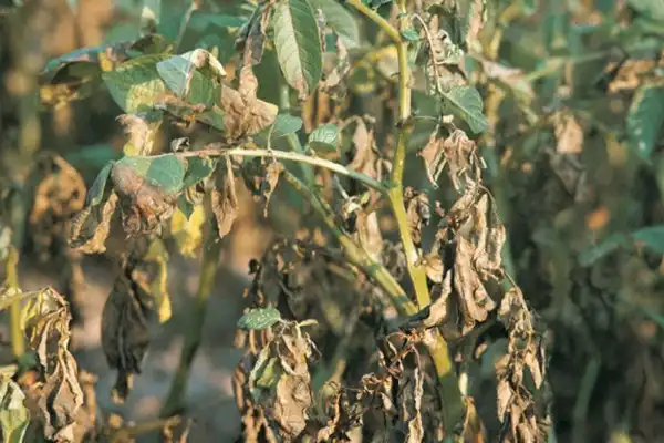 Is Pencycuron 25%Wp 95%Tc Effective for Rice Sheath Blight?