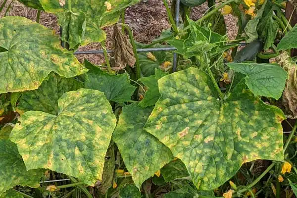 Step-by-Step Guide: How to Use Difenoconazole 25% EC Safely on Vegetables