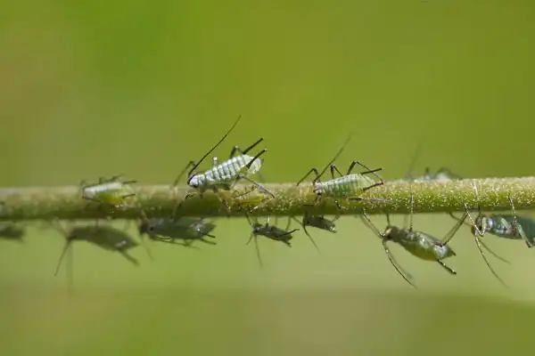 Is Pymetrozine 50%WG Safe for Integrated Pest Management?