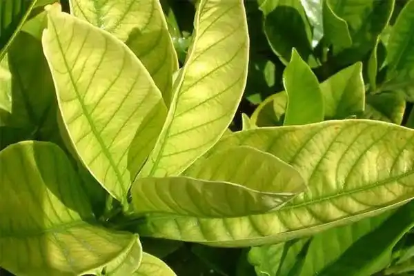 How to Use EDDHA Fe 6% Fertilizer to Correct Iron Deficiency in Fruit Trees