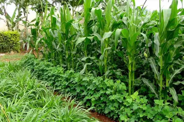 What is Chlormequat Chloride and How Does it Benefit Cereal Crop Growth?