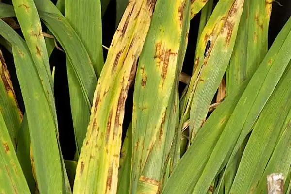 Can you mix azoxystrobin and propiconazole？