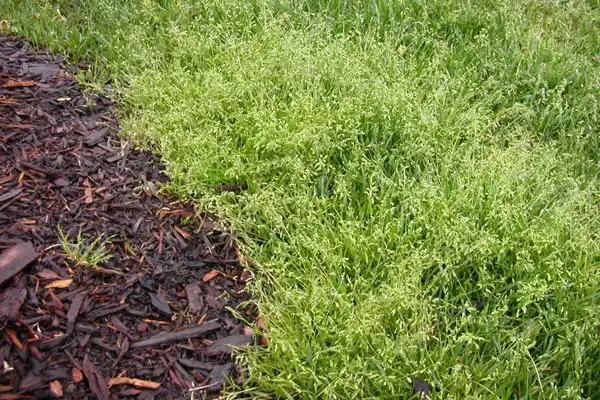 Imazamox Considerations - Plant Management in Waters